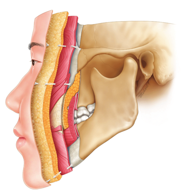 Figura 1 – Camadas da Face